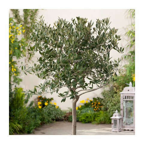 Olivovník 40/50 cm, v květináči Olea Europaea